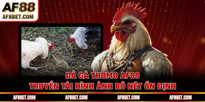 Đá Gà Thomo AF88 Lộ Diện Loạt Trận Kịch Tính Theo Giờ Đá gà Thomo AF88 truyền tải hình ảnh rõ nét ổn định